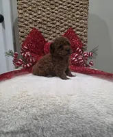 Quest (AKC), a male Poodle - Toy  for sale in Rainbow City, AL – Photo 4 of 10