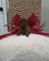 Quest (AKC), a male Poodle - Toy  for sale in Rainbow City, AL – Photo 9 of 10