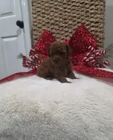 Quest (AKC), a male Poodle - Toy  for sale in Rainbow City, AL – Photo 1 of 10