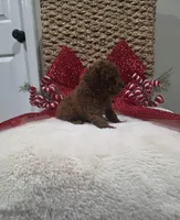 Quest (AKC), a male Poodle - Toy  for sale in Rainbow City, AL – Photo 8 of 10