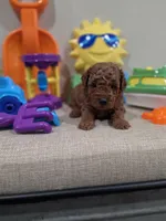 Yoda (AKC), a male Poodle - Toy  for sale in Rainbow City, AL – Photo 10 of 10