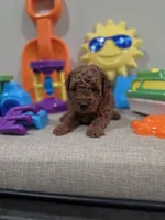 Yoda (AKC), a male Poodle - Toy  for sale in Rainbow City, AL – Photo 6 of 10