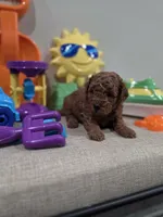 Yoda (AKC), a male Poodle - Toy  for sale in Rainbow City, AL – Photo 4 of 10