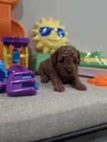 Yoda (AKC), a male Poodle - Toy  for sale in Rainbow City, AL – Photo 2 of 10