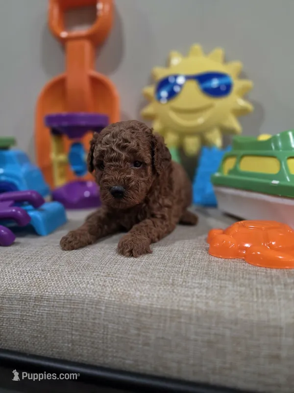 Yoda (AKC) – Poodle - Toy  puppy for sale in Rainbow City, AL