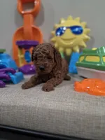 Yoda (AKC), a male Poodle - Toy  for sale in Rainbow City, AL – Photo 1 of 10