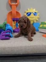 Yoda (AKC), a male Poodle - Toy  for sale in Rainbow City, AL – Photo 8 of 10