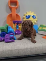 Yoda (AKC), a male Poodle - Toy  for sale in Rainbow City, AL – Photo 9 of 10