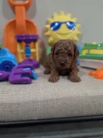 Yoda (AKC), a male Poodle - Toy  for sale in Rainbow City, AL – Photo 7 of 10