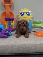 Yoda (AKC), a male Poodle - Toy  for sale in Rainbow City, AL – Photo 3 of 10