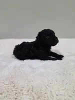 Coop (AKC), a male Poodle - Toy  for sale in Rainbow City, AL – 4 of 10
