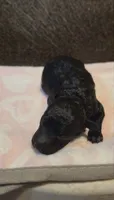 Chyna (AKC), a female Poodle - Toy  for sale in Rainbow City, AL – 10 of 10