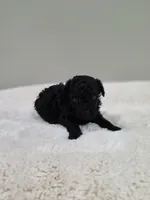 Coop (AKC), a male Poodle - Toy  for sale in Rainbow City, AL – 2 of 10