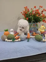 Wyatt (AKC), a male Poodle - Toy  for sale in Rainbow City, AL – Photo 10 of 10