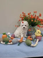 Wyatt (AKC), a male Poodle - Toy  for sale in Rainbow City, AL – Photo 6 of 10