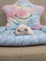 Wyatt (AKC), a male Poodle - Toy  for sale in Rainbow City, AL – Photo 10 of 10