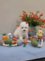 Wyatt (AKC), a male Poodle - Toy  for sale in Rainbow City, AL – Photo 8 of 10