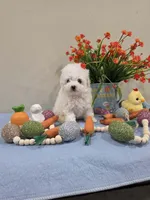 Wyatt (AKC), a male Poodle - Toy  for sale in Rainbow City, AL – Photo 9 of 10