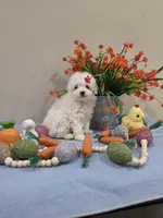 Wyatt (AKC), a male Poodle - Toy  for sale in Rainbow City, AL – Photo 4 of 10