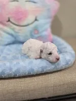 Wyatt (AKC), a male Poodle - Toy  for sale in Rainbow City, AL – Photo 4 of 10