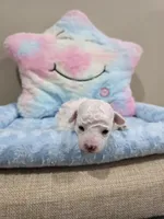 Wyatt (AKC), a male Poodle - Toy  for sale in Rainbow City, AL – Photo 8 of 10