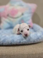 Wyatt (AKC), a male Poodle - Toy  for sale in Rainbow City, AL – Photo 5 of 10