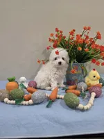 Wyatt (AKC), a male Poodle - Toy  for sale in Rainbow City, AL – Photo 5 of 10