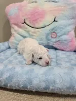 Wyatt (AKC), a male Poodle - Toy  for sale in Rainbow City, AL – Photo 7 of 10