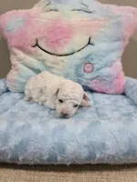 Wyatt (AKC), a male Poodle - Toy  for sale in Rainbow City, AL – Photo 3 of 10