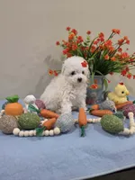 Wyatt (AKC), a male Poodle - Toy  for sale in Rainbow City, AL – Photo 2 of 10