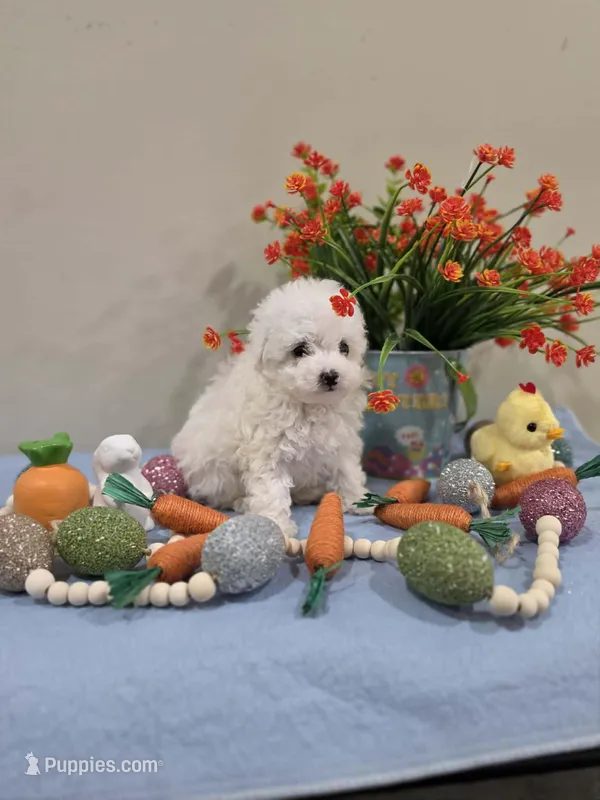 Wyatt (AKC) – Poodle - Toy  puppy for sale in Rainbow City, AL