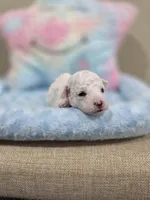 Wyatt (AKC), a male Poodle - Toy  for sale in Rainbow City, AL – Photo 2 of 10