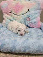 Wyatt (AKC), a male Poodle - Toy  for sale in Rainbow City, AL – Photo 6 of 10