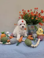 Wyatt (AKC), a male Poodle - Toy  for sale in Rainbow City, AL – Photo 7 of 10