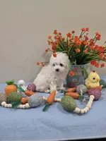 Wyatt (AKC), a male Poodle - Toy  for sale in Rainbow City, AL – Photo 3 of 10