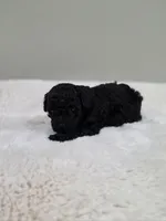 Chyna (AKC), a female Poodle - Toy  for sale in Rainbow City, AL – 5 of 9