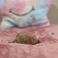 Xena (AKC), a female Poodle - Toy  for sale in Rainbow City, AL – Photo 5 of 10