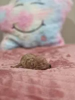 Xena (AKC), a female Poodle - Toy  for sale in Rainbow City, AL – Photo 5 of 10