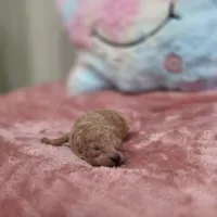 Xena (AKC), a female Poodle - Toy  for sale in Rainbow City, AL – Photo 4 of 10