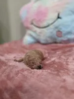 Xena (AKC), a female Poodle - Toy  for sale in Rainbow City, AL – Photo 4 of 10