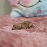 Xena (AKC), a female Poodle - Toy  for sale in Rainbow City, AL – Photo 9 of 10