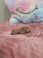 Xena (AKC), a female Poodle - Toy  for sale in Rainbow City, AL – Photo 9 of 10