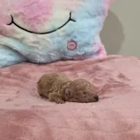 Xena (AKC), a female Poodle - Toy  for sale in Rainbow City, AL – Photo 2 of 10