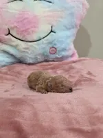 Xena (AKC), a female Poodle - Toy  for sale in Rainbow City, AL – Photo 2 of 10