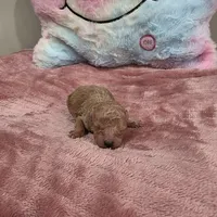 Xena (AKC), a female Poodle - Toy  for sale in Rainbow City, AL – Photo 1 of 10