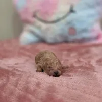 Xena (AKC), a female Poodle - Toy  for sale in Rainbow City, AL – Photo 7 of 10