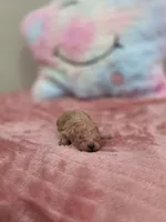 Xena (AKC), a female Poodle - Toy  for sale in Rainbow City, AL – Photo 7 of 10