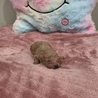 Xena (AKC), a female Poodle - Toy  for sale in Rainbow City, AL – Photo 3 of 10