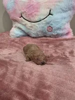 Xena (AKC), a female Poodle - Toy  for sale in Rainbow City, AL – Photo 3 of 10