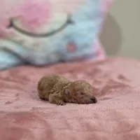 Xena (AKC), a female Poodle - Toy  for sale in Rainbow City, AL – Photo 6 of 10